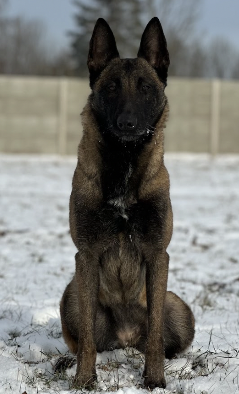 K9s For Sale Near Me