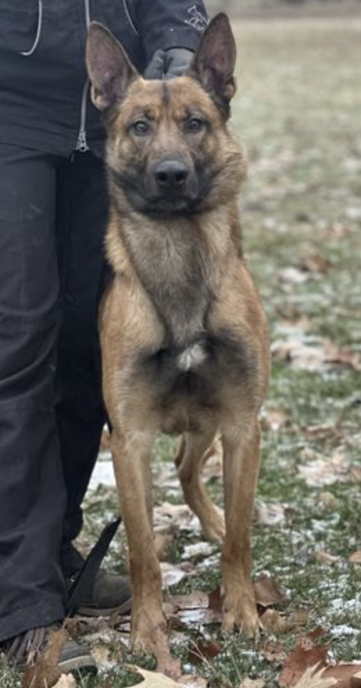 Police Dogs For Sale Near Me
