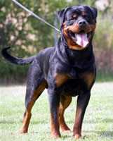 German Shepherd Dog Level 3 Protection Dog For Sale
