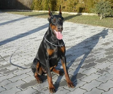 Boni - Level 3 Executive Protection Certified Import German Dobermann For Sale