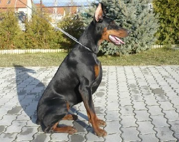 Boni - LEvel 3 Certified Executive Protection K9 - Import Dobermann For Sale