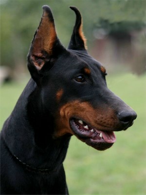 level dog dobermann karma dogs certified protection european german personal police training service