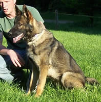 German Shepherd Dog Level 3 Protection Dog For Sale