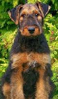 Dea •  Family Protection Dog • German Airedale Terrier • For Sale