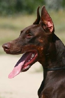 Ex  - Level 3 Executive Protection Dog Certified - Import German Dobermann - For Sale