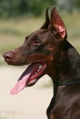 Ex • Level 3 Executive Protection Dog • German Dobermann • For Sale