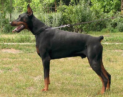 Flash - International Champion - Level 3 Executive Protection Dog Certified - Import German Dobermann - For Sale
