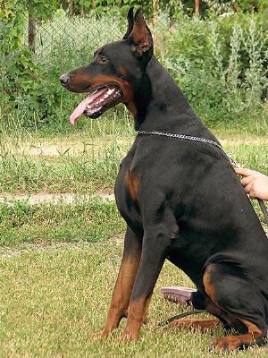 Flash - German Dobermann - Import - International Champion - Executive Protection Dog For Sale