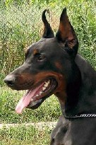 Flash • Level 3 Executive Protection Dog • German Dobermann • For Sale