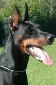 Fly - European Champion - Level 2 Personal Protection Dog Certified - Import German Dobermann - For Sale