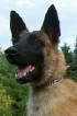 Henny • Dual Purpose Police K9 • Belgian Malinois • For Sale