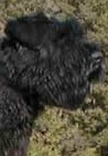 Imena •  Family Protection Bouvier For Sale • Bouvier For Sale • Protection Bouvier For Sale