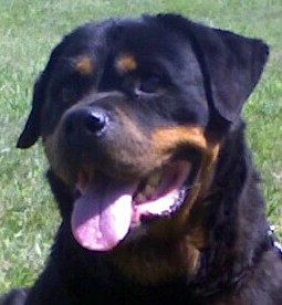 Juta • Level 1 Family Protection Dog • German Rottweiler • For Sale
