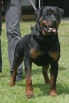 Kent - German Rottweiler For Sale Trained Personal Protection Dog