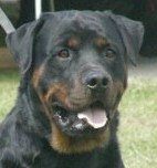 Kent • Level 2 Personal Protection Dog • German Rottweiler • For Sale