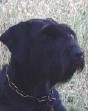 German Giant Schnauzer Executive Protection Dog For Sale - Kurt Kurt • Level 3 Executive Protection Dog • German Giant Schnauzer • For Sale