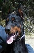 Lerro • Level 3 Executive Protection Dog • German Dobermann • For Sale