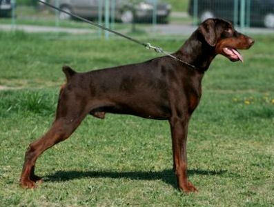 Odin - European Champion - Level 2 Personal Protection Dog Certified - Import German Dobermann - For Sale
