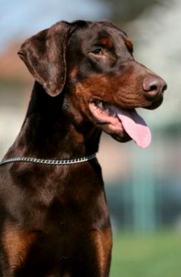 Odin - European Champion - Level 2 Personal Protection Dog Certified - Import German Dobermann - For Sale