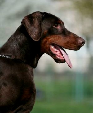 Odin - European Champion - Level 2 Personal Protection Dog Certified - Import German Dobermann - For Sale