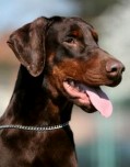 Odin • Level 2 Personal Protection Dog • German Dobermann • For Sale