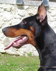 Orcha • Level 2 Personal Protection Dog • German Dobermann • For Sale