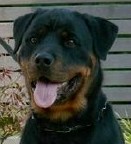 Unja • Level 1 Family Protection Dog • German Rottweiler • For Sale