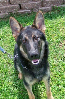 Wasi - Single Purpose Narcotics Detection Certified Police K9 German Shepherd - FREE TO APPROVED HOME