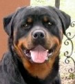 Wotan • Level 3 Executive Protection K9 • German Rottweiler • For Sale