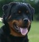 Victoria • Level 2 Personal Protection Dog • German Rottweiler • For Sale