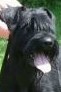 German Giant Schnauzer Personal Protection Dog For Sale - Zorro Zorro • Level 2 Personal Protection Dog • German Giant Schnauzer • For Sale