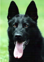 Lex - Level 3 Executive Protection Certified - German Shepherd Male - For Sale