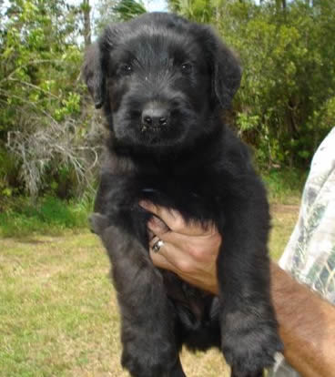 Ayla - German Giant Schnauzer Female Import Family Protection Dog - Level 1 For Adoption