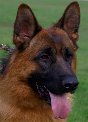 German Import Personal Protection German Shepherd For Sale