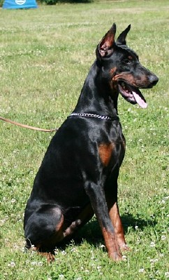 level argon protection dog certified family dobermann german dogs training