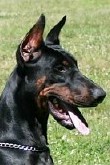 Argon - Level 1 Personal Protection Dog Certified - Import German Dobermann - For Sale