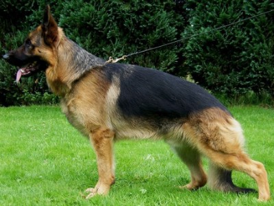 Odin - Level 1 Personal Protection Dog Certified - Import German Shepherd Dog - For Sale