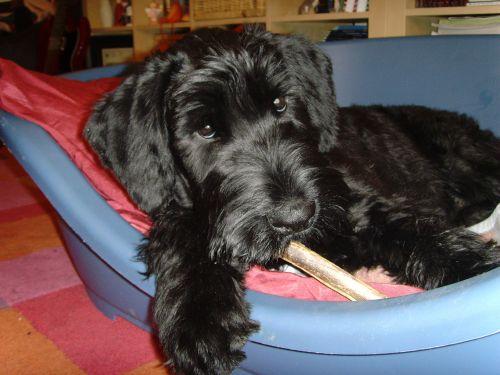 Macin - German Giant Schnauzer Female Import Family Protection Dog - Level 1 For Adoption