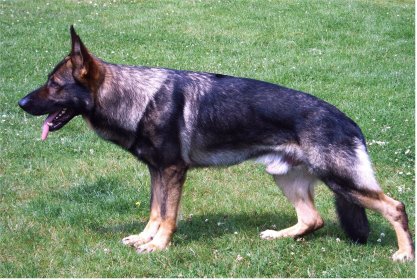 Argon - Level 1 Personal Protection Dog Certified - Import German Dobermann - For Sale