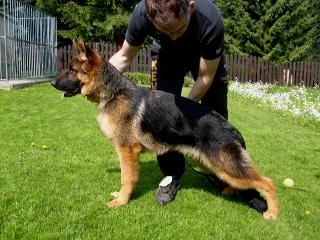 Odin - Level 1 Personal Protection Dog Certified - Import German Shepherd Dog - For Sale