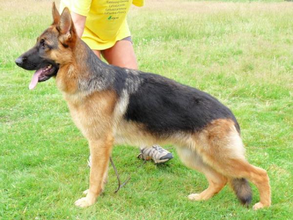 German Import Personal Protection German Shepherd For Sale