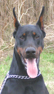 Tango • Level 2 Personal Protection Dog • German Dobermann • For Sale