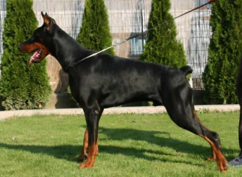 Argon - Level 1 Personal Protection Dog Certified - Import German Dobermann - For Sale