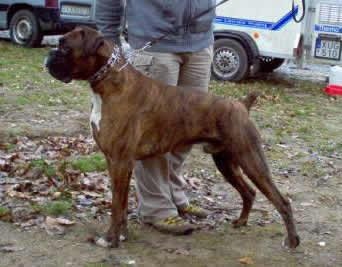 German Shepherd Dog Level 3 Protection Dog For Sale