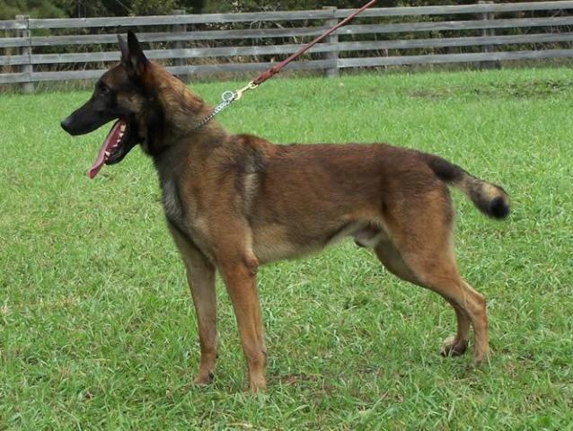 German Shepherd Dog Level 3 Protection Dog For Sale