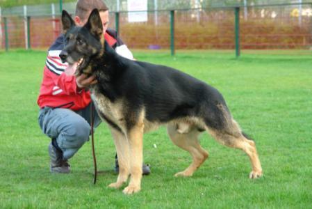 German Shepherd Dog Level 3 Protection Dog For Sale