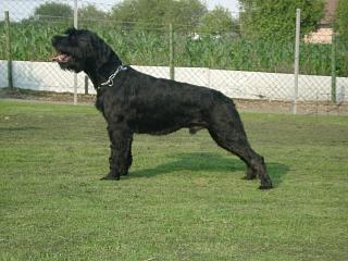 German Shepherd Dog Level 3 Protection Dog For Sale