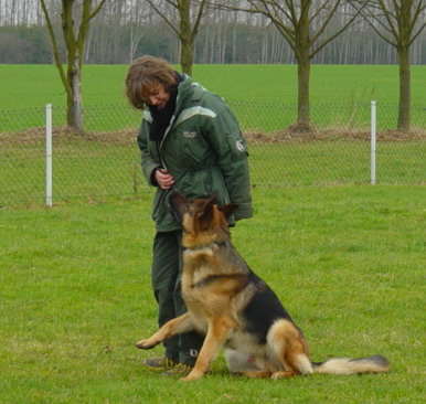 German Shepherd Dog Level 3 Protection Dog For Sale