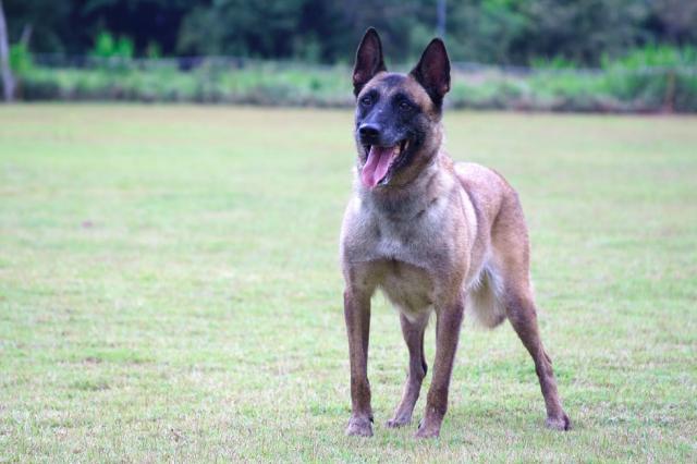 German Shepherd Dog Level 3 Protection Dog For Sale