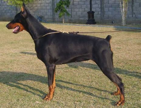 German Shepherd Dog Level 3 Protection Dog For Sale